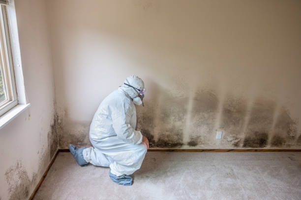 Environmental Consulting for Mold Prevention in Livingston, MT